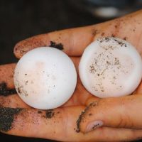 SeaTurtleEggs SeaTurtleEggs